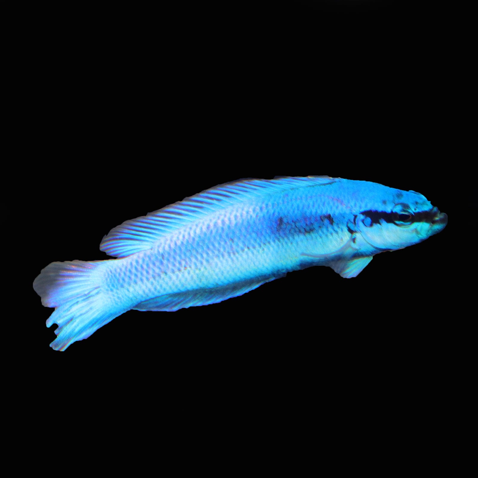 Filefish - The Biota Group
