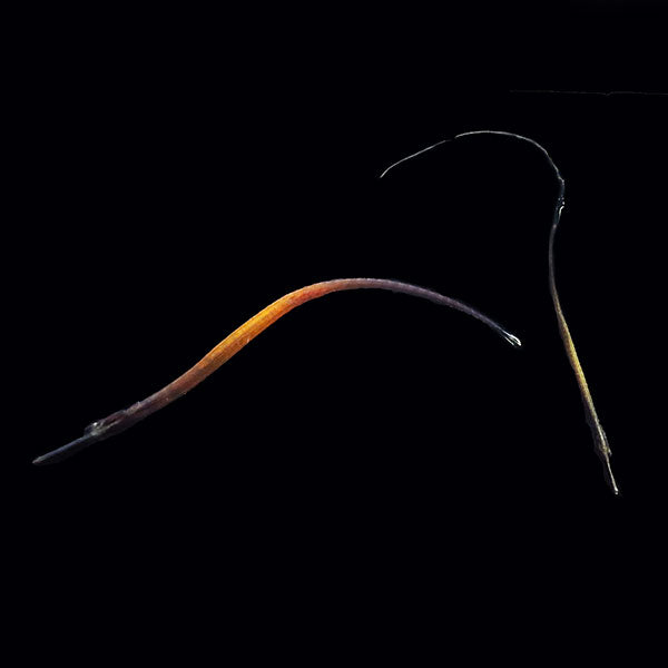 Captive Bred Janss' Pipefish