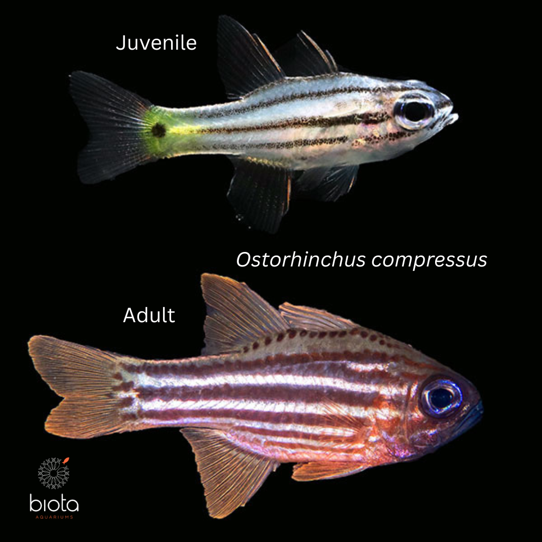 Blue Oxide Cardinalfish