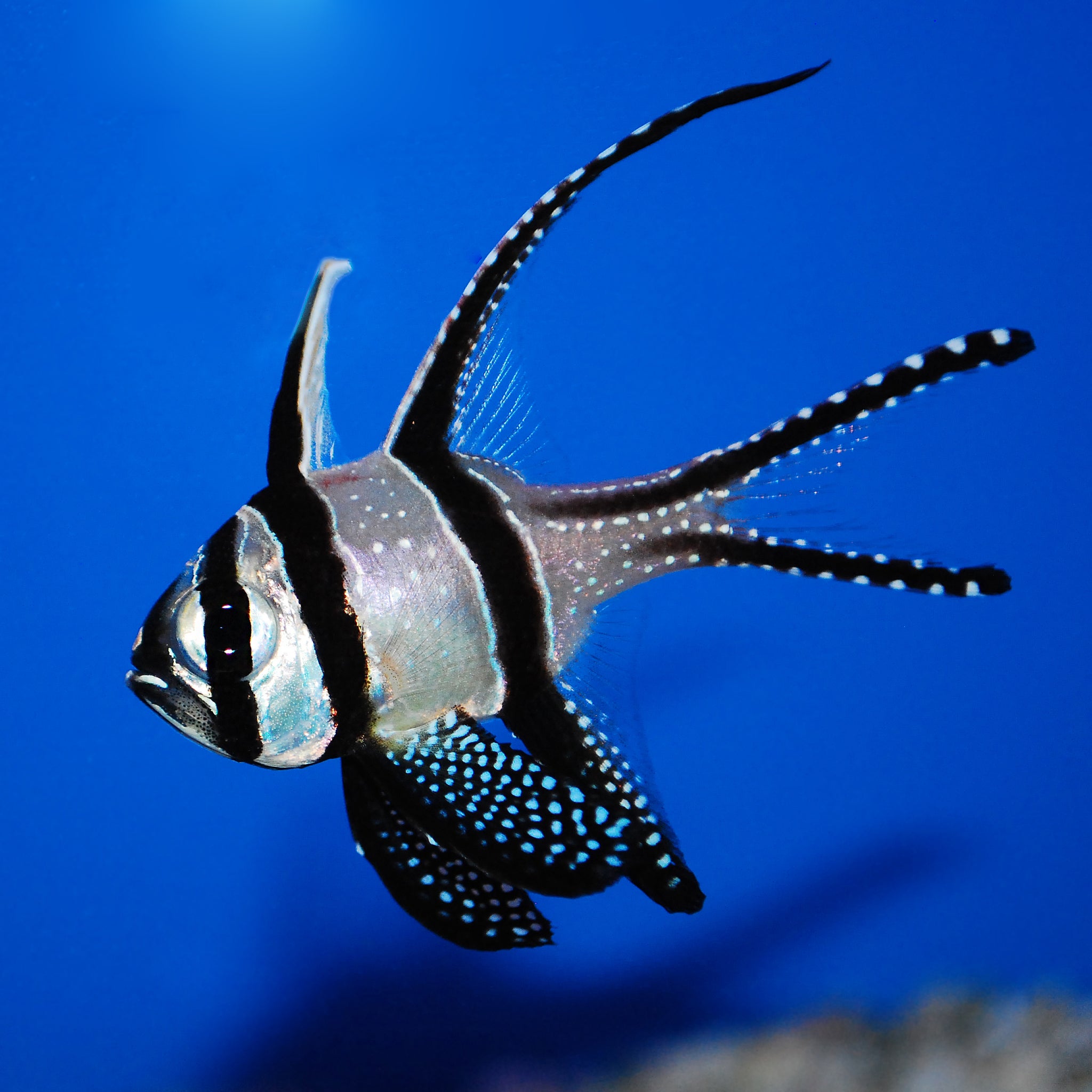 Banggai Cardinalfish - The Biota Group
