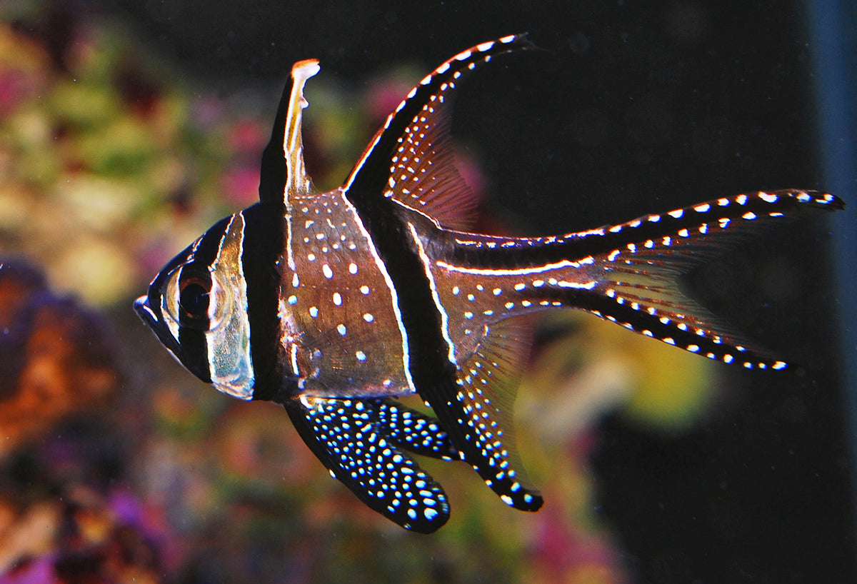 Banggai Cardinalfish - The Biota Group