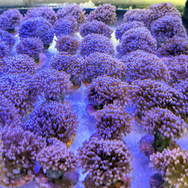 Grape Torch Coral