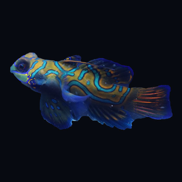 WYSIWYG Biota captive bred Mandarin Fish XLarge Male 10