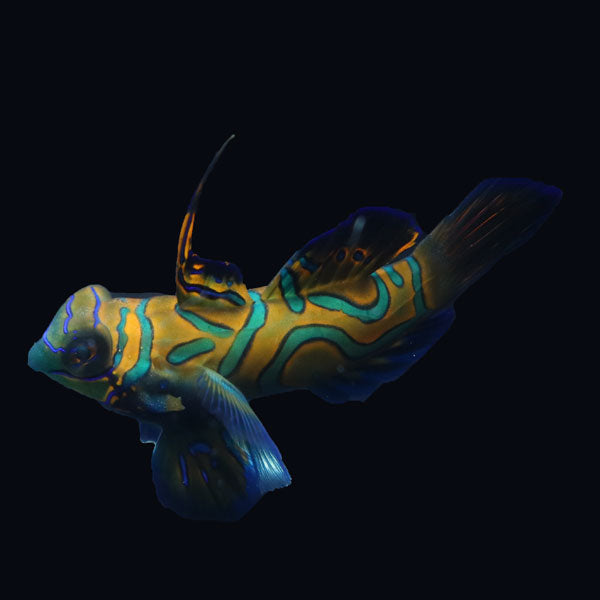 WYSIWYG Biota captive bred Mandarin Fish XLarge Male 11