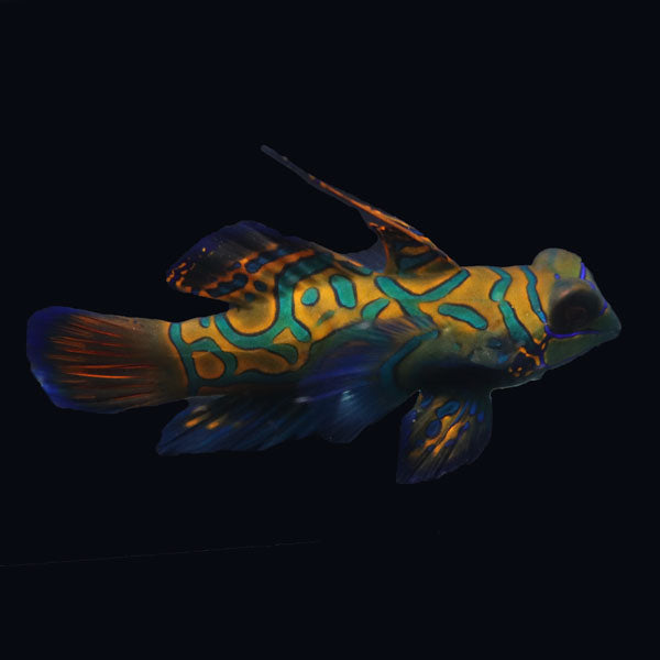WYSIWYG Biota captive bred Mandarin Fish XLarge Male 7
