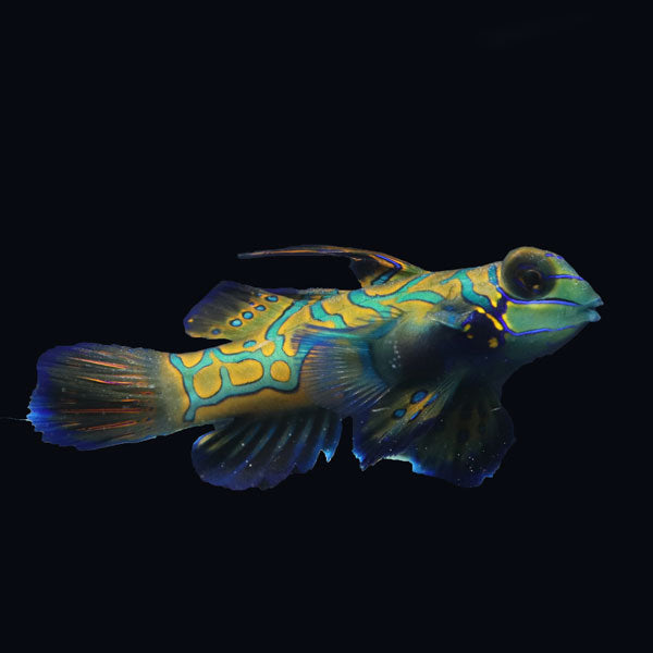 WYSIWYG Biota captive bred Mandarin Fish XLarge Male 8