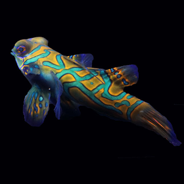 WYSIWYG Biota captive bred Mandarin Fish XLarge Male 9