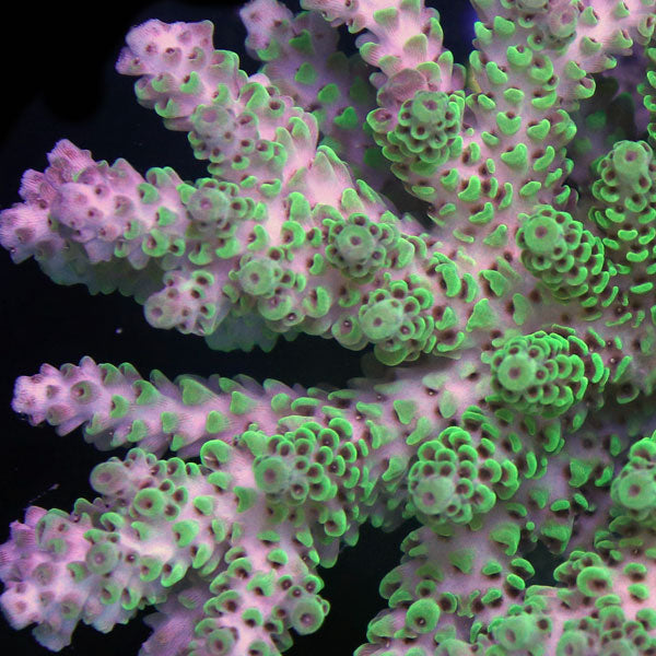WYSIWYG cultured Acropora large 1
