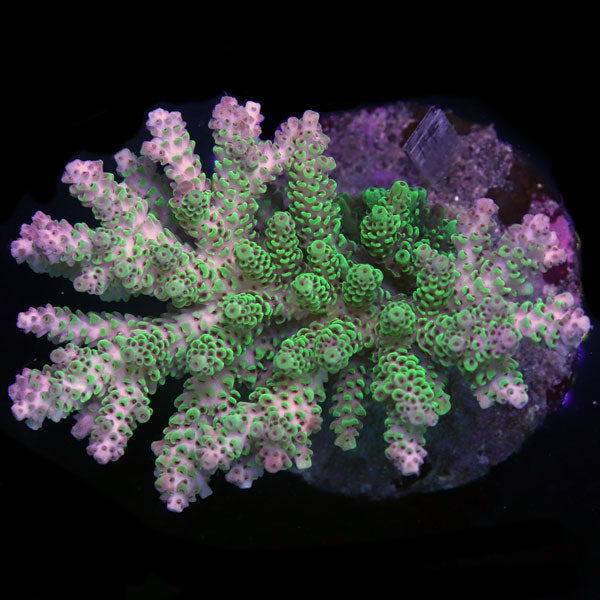 WYSIWYG cultured Acropora large 1