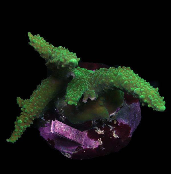 WYSIWYG cultured Acropora large 2