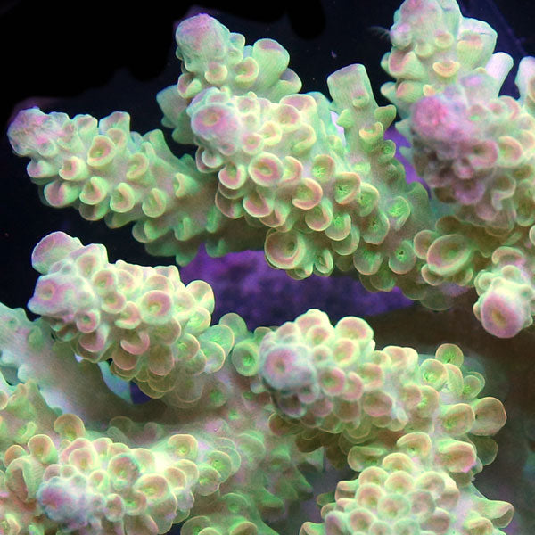 WYSIWYG cultured Acropora large 3