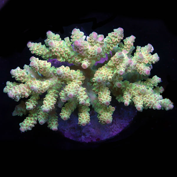 WYSIWYG cultured Acropora large 3