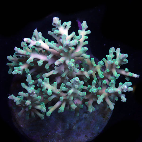 WYSIWYG cultured Acropora large 4