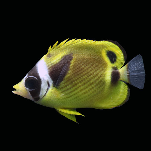 WYSIWYG captive bred Raccoon Butterflyfish