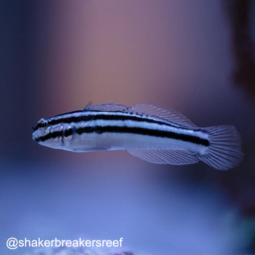 Locks Goby Link's Goby - The Biota Group