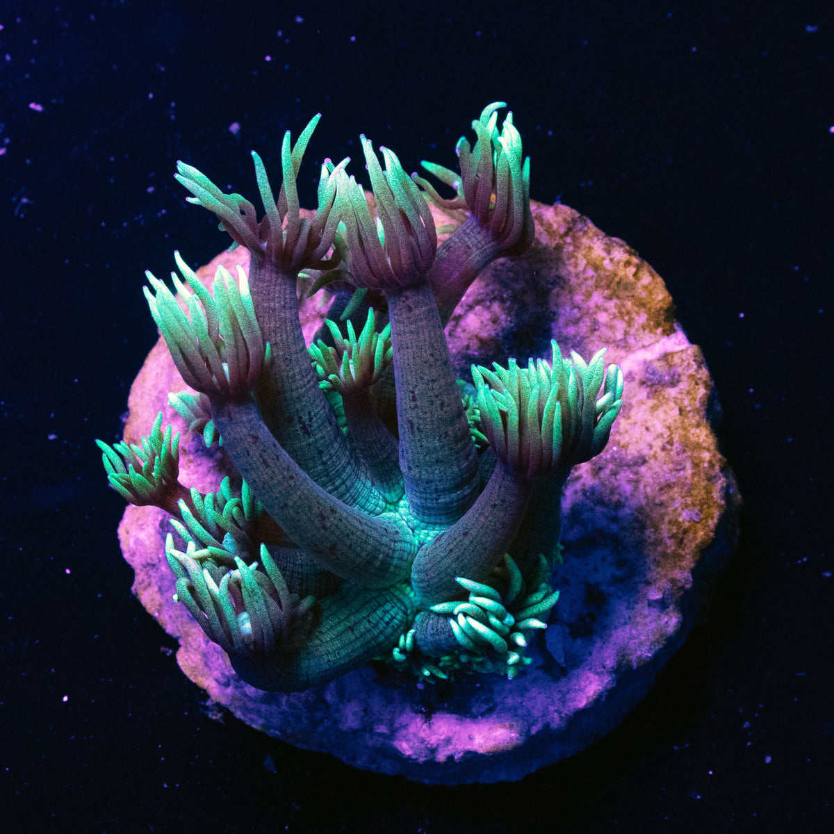 Lagoon Glow Goniopora frag
