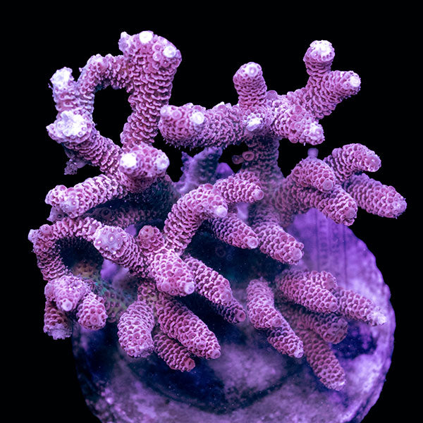 WYSIWYG cultured Acropora Large 13