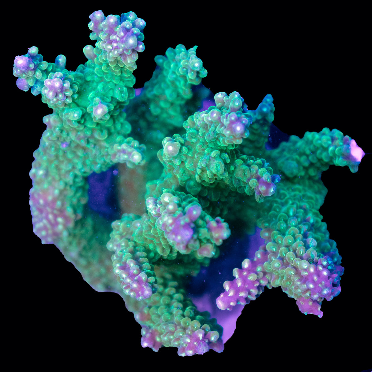 WYSIWYG cultured Acropora Large 5