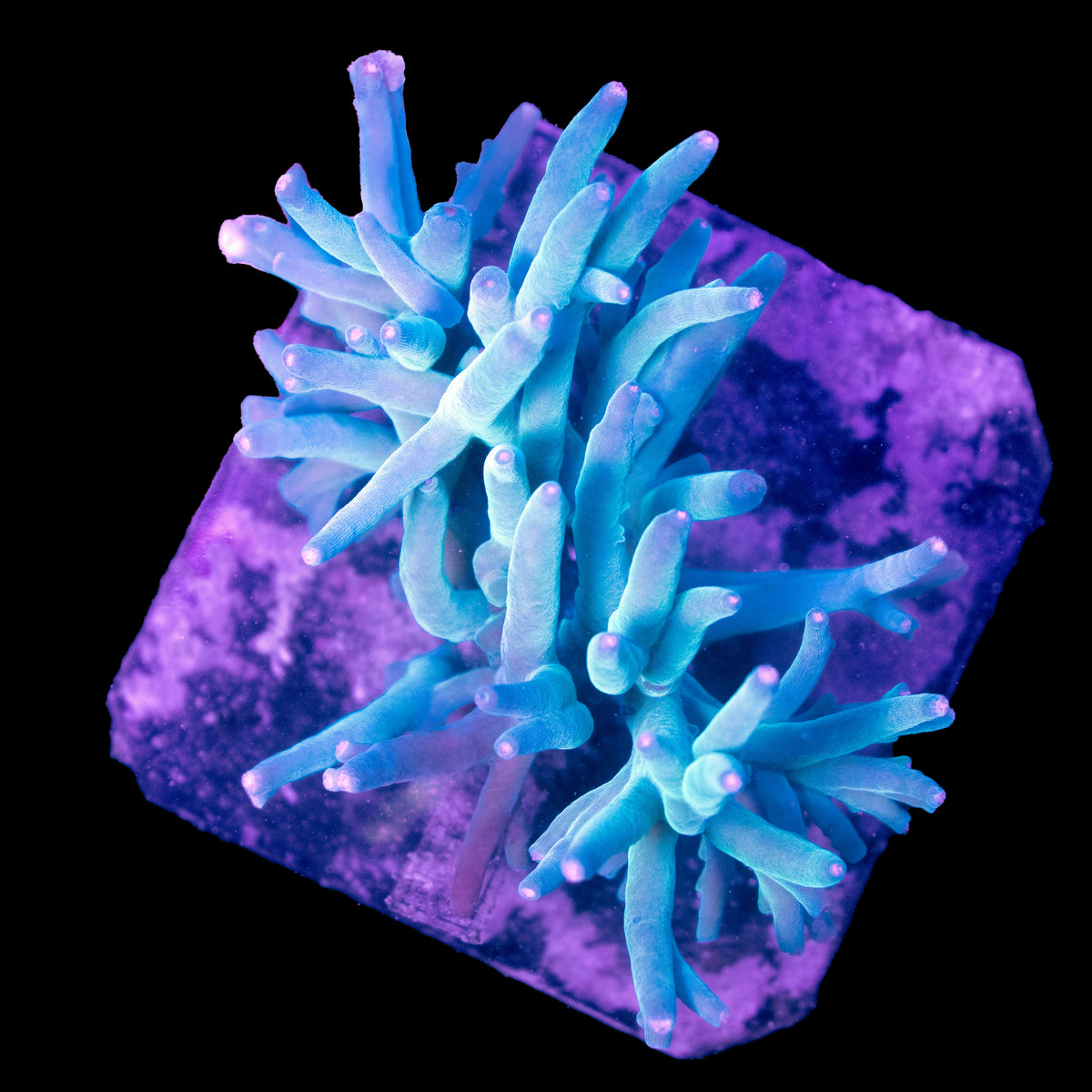 WYSIWYG cultured Acropora Large 7