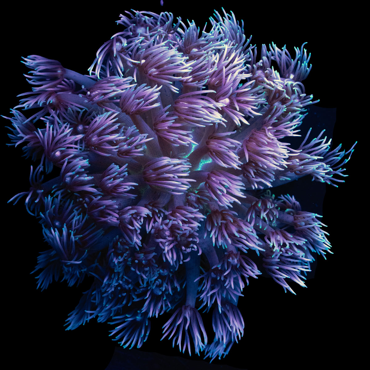 Lagoon Glow Goniopora frag