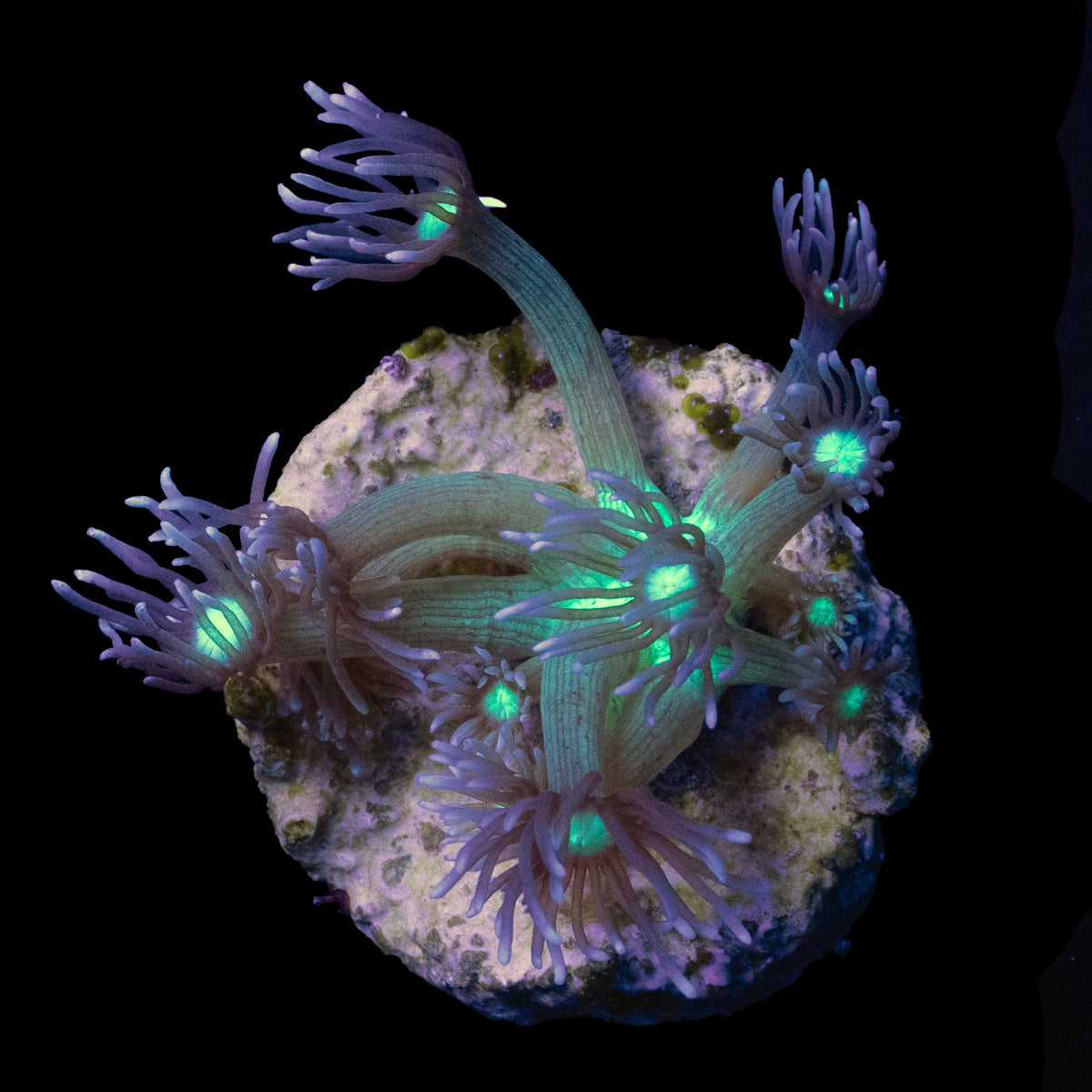 Lagoon Glow Goniopora frag