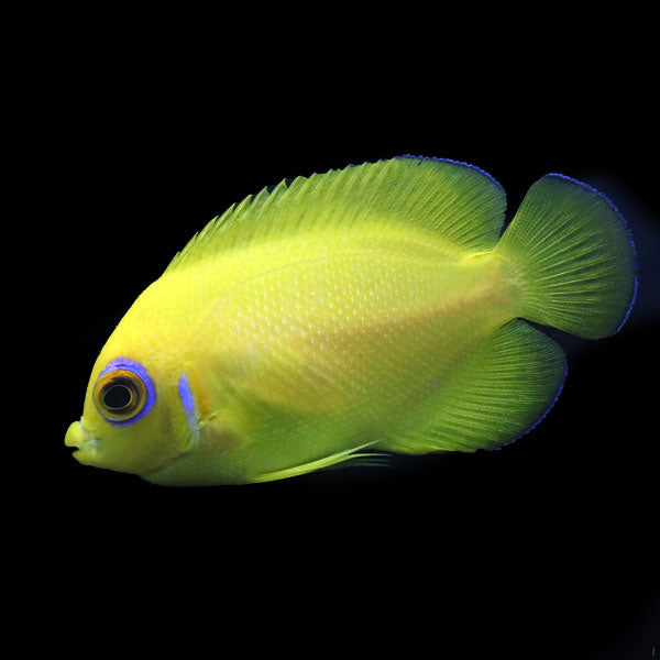 WYSIWYG captive bred Lemonpeel Angelfish