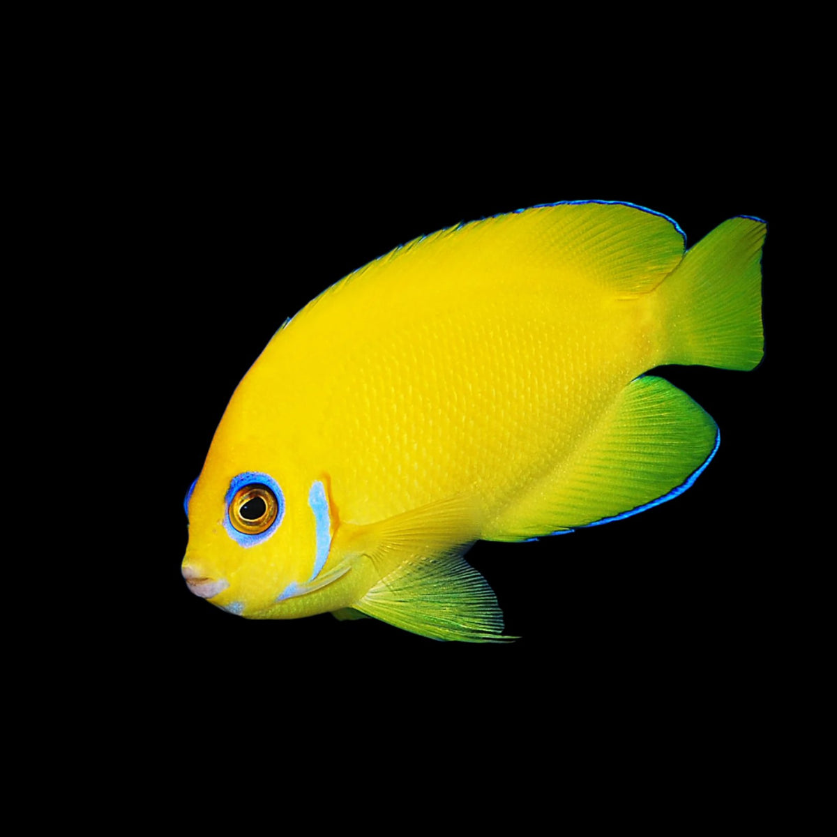 Lemonpeel Angelfish