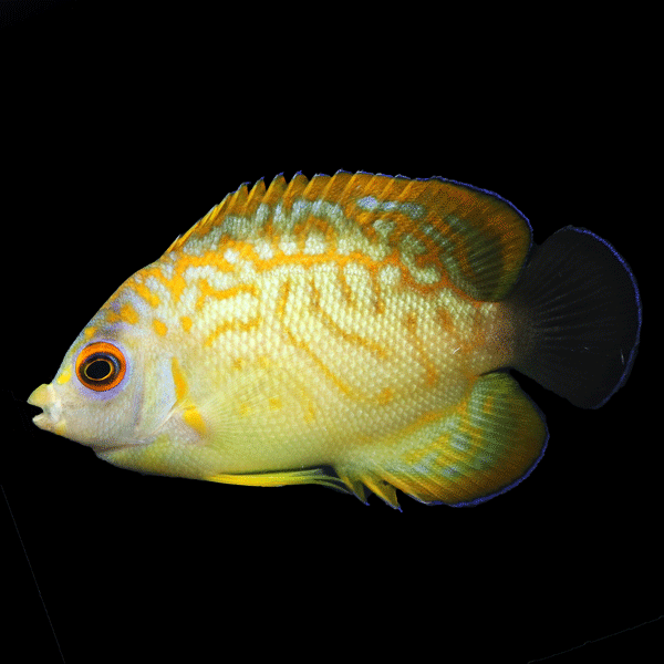 WYSIWYG captive bred Leopyge Angelfish 2