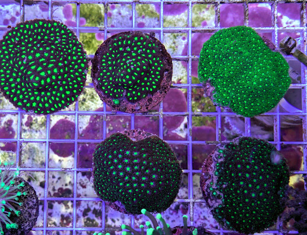 Biota Palau Leptastrea Coral assorted