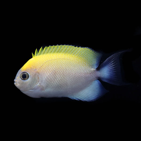 WYSIWYG captive bred Swallowtail Angelfish