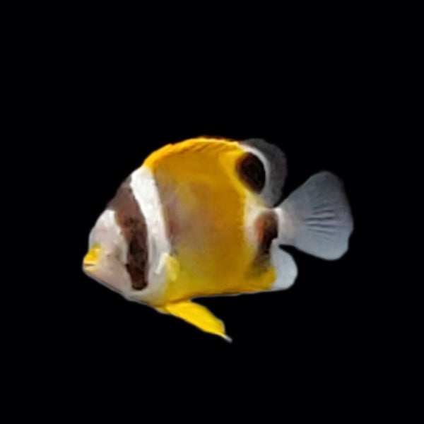 Raccooon Butterflyfish