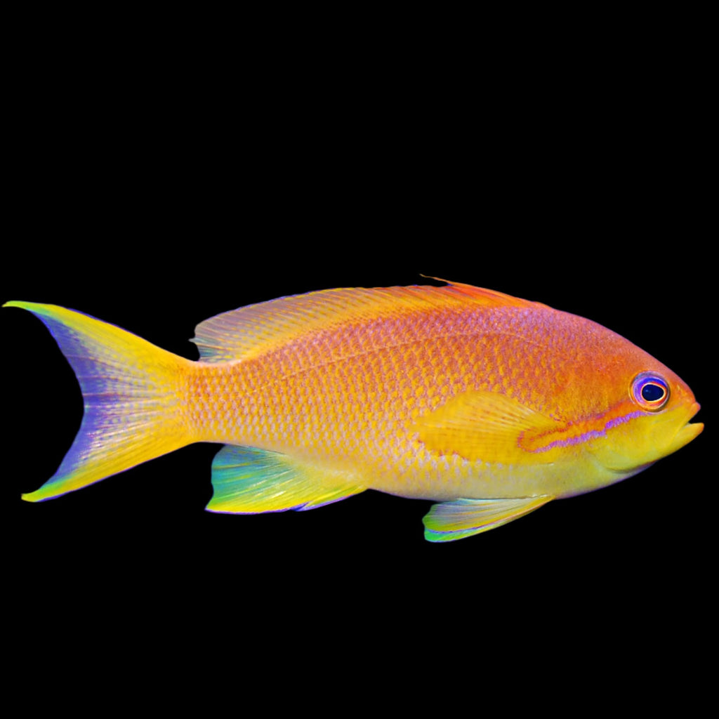 Lyretail anthias care hotsell