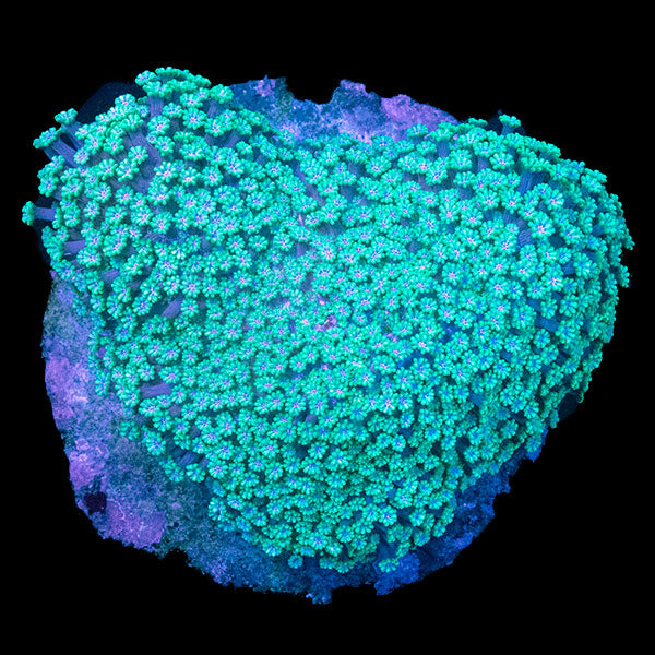 WYSIWYG cultured Alveopora &quot;Groovy Starchild&quot; 11
