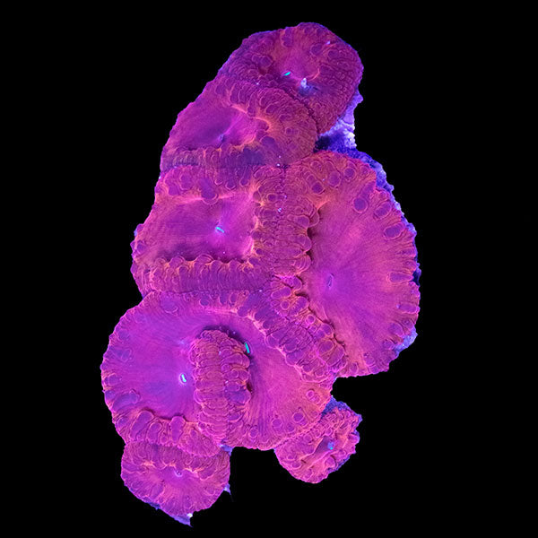 WYSIWYG cultured Red Blastomussa 12