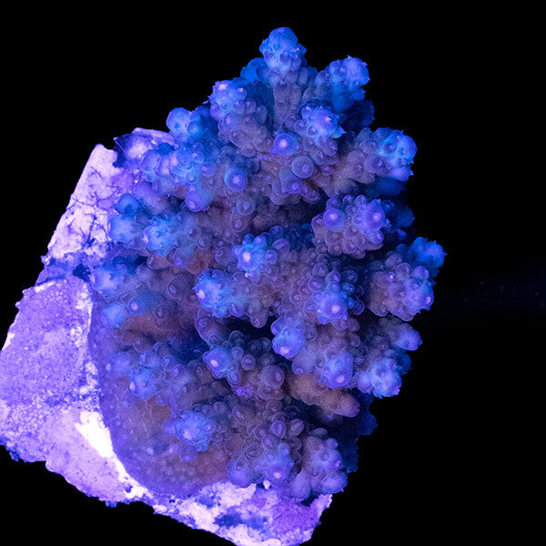 WYSIWYG cultured Acropora 13