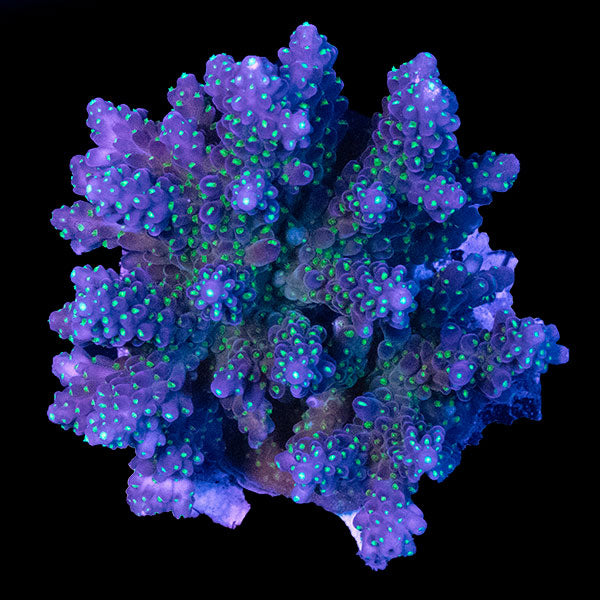 WYSIWYG cultured Acropora 14