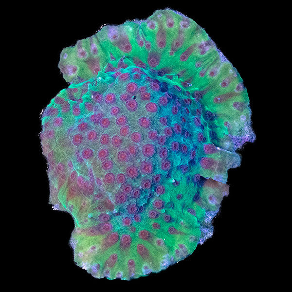WYSIWYG cultured Cyphastrea 16