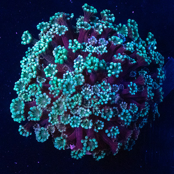 WYSIWYG cultured Alveopora 17