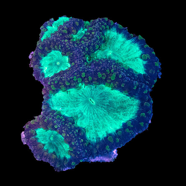 WYSIWYG cultured mixed Blastomussa 18