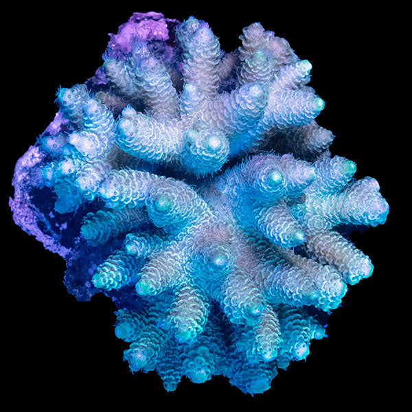 WYSIWYG cultured Acropora 19