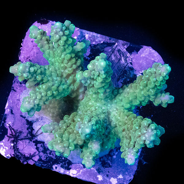 WYSIWYG cultured Acropora sm 1