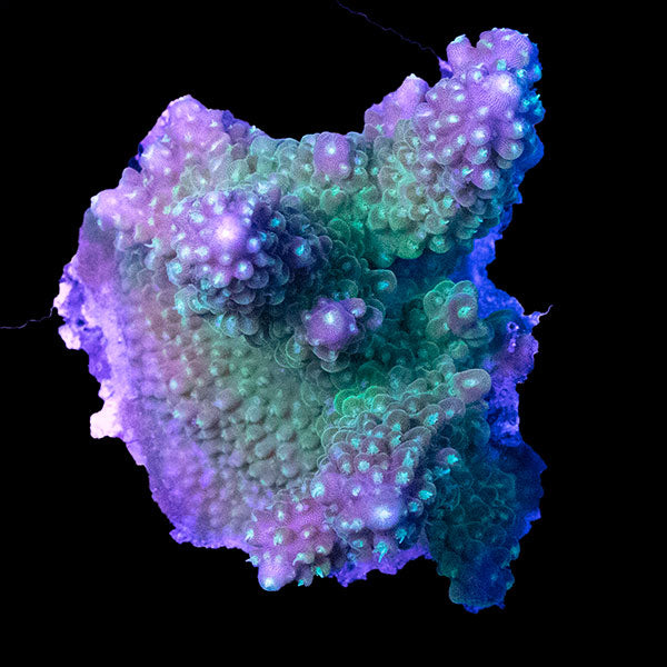WYSIWYG cultured Acropora 20