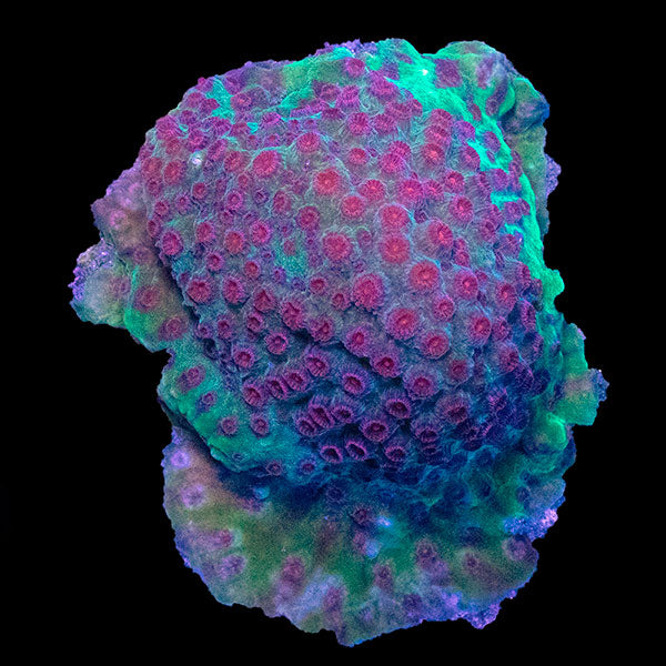 WYSIWYG cultured Cyphastrea 22