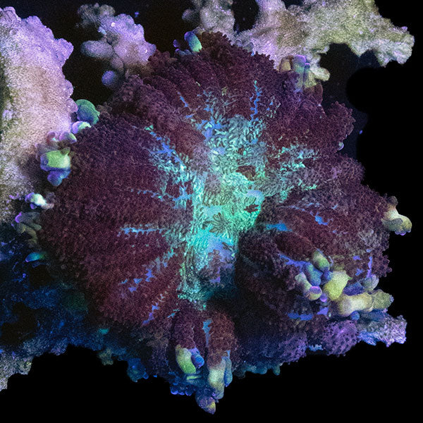 WYSIWYG cultured Lavender Lime Mushroom