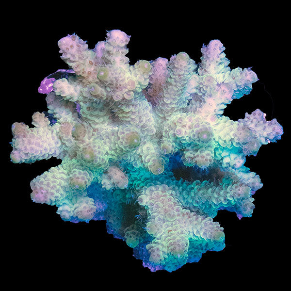 WYSIWYG cultured Acropora 25