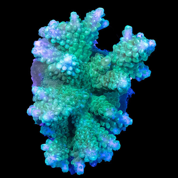 WYSIWYG cultured Acropora 26