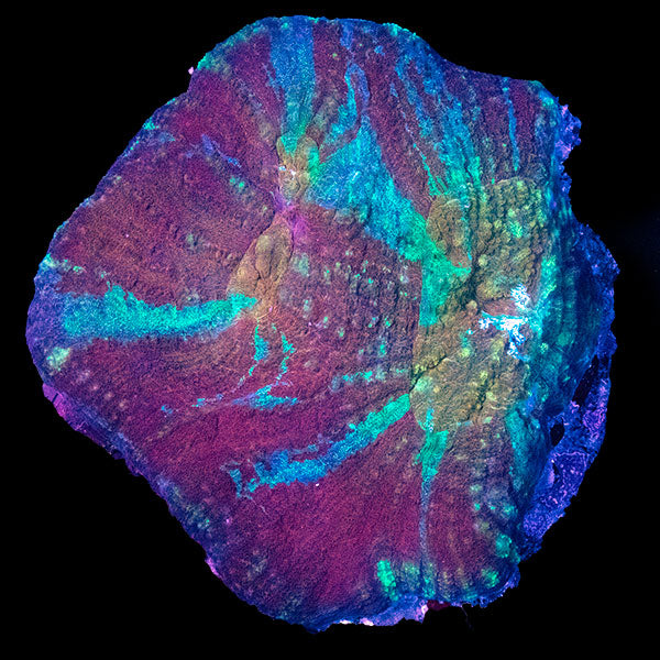 WYSIWYG cultured Australomussa 27