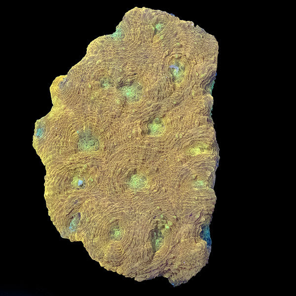 WYSIWYG cultured Acan echinata 28