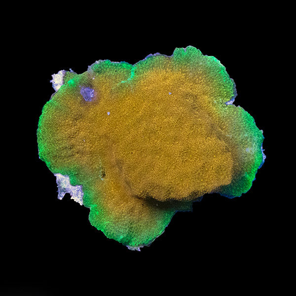 WYSIWYG aquacultured Biota Do-Si-Do Psammocora 29