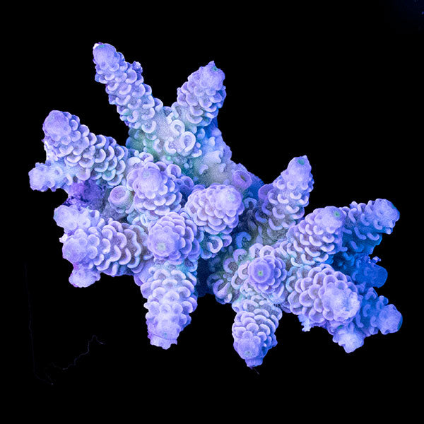 WYSIWYG cultured Acropora 2